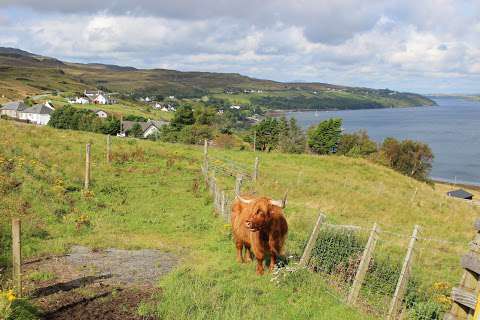 Highland Cattle photo